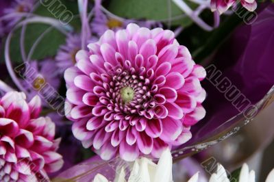 detailed close-up of vivid fresh flower