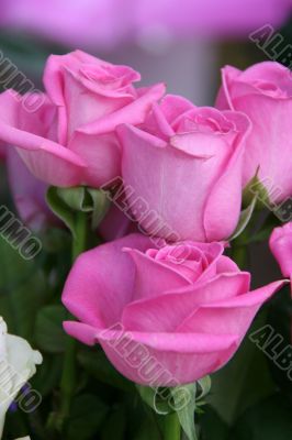 Few purple pink rose flowers bouquet