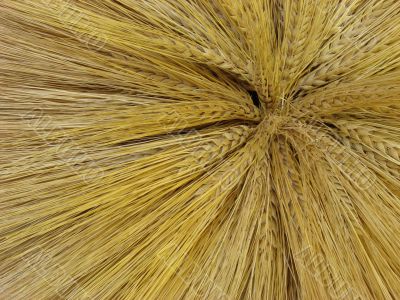 Yellow barley harvest background