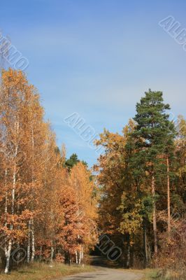 Autumn yellow alley