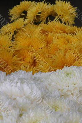 detailed close-up of vivid fresh flowers