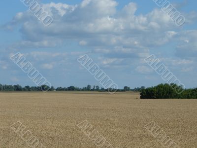 Harwest field under blue cloudy sky Harwest field under blue cloudy sky