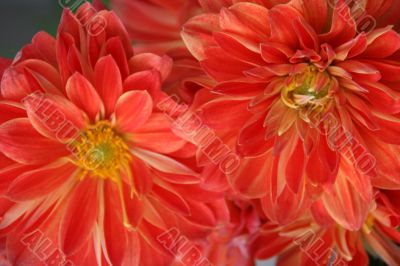 detailed background of vivid fresh flowers