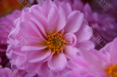 detailed close-up of vivid fresh flower