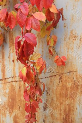 Red autumn vinegard leaves on rusty wall
