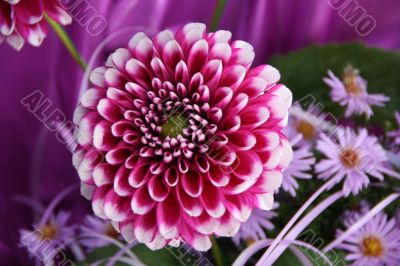 detailed close-up of vivid fresh flower