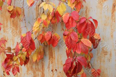 Red autumn vinegard leaves on rusty wall