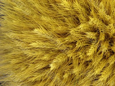 Yellow barley harvest background