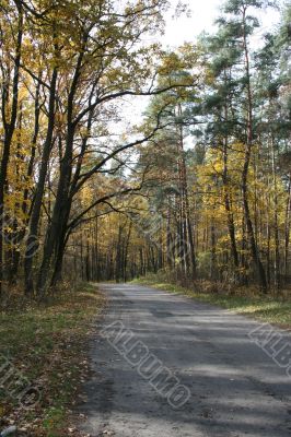 Autumn road with yellow tress on both sides