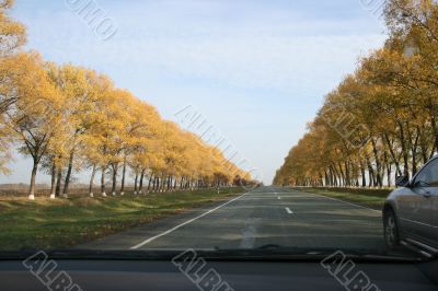 Autumn highway with yellow tress