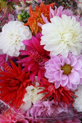 vivid varisorted multicolored flowers background