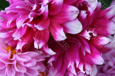 detailed close-up of vivid fresh flower