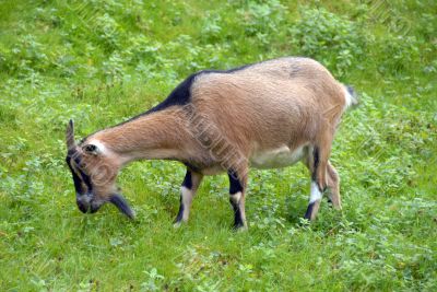 A black goat portrait