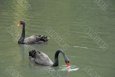 Two black swans Two black swans