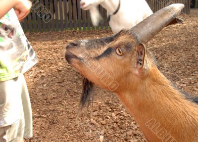 A brown goat
