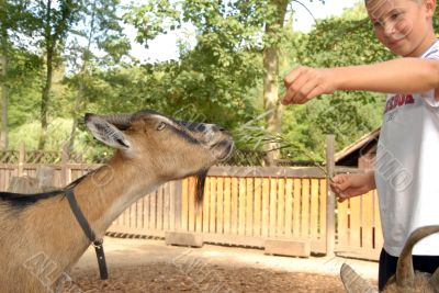 A brown goat