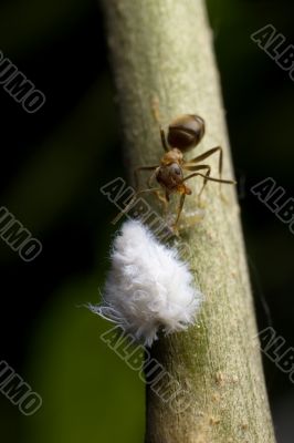 Ant with Mealy Bug