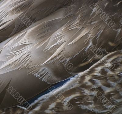 Duck`s feather background Duck`s feather background