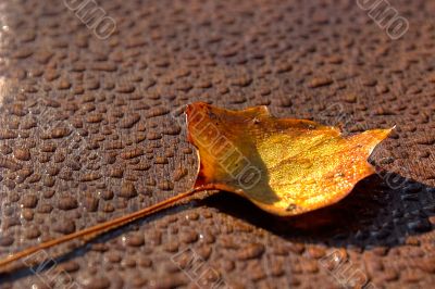 The fallen yellow leaf on a wooden surface covered by drops