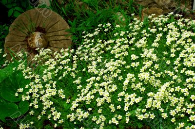 Flower carpet