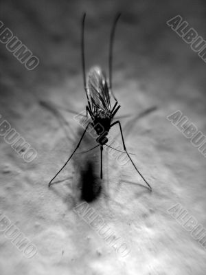 Mosquito