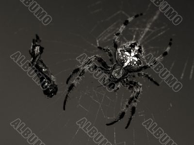 Spider Spider
