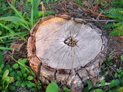 Stump