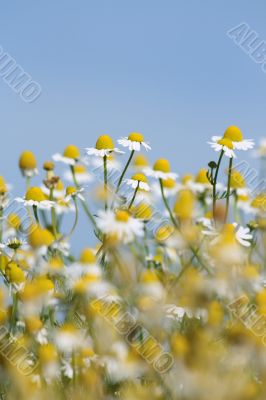 Daisies