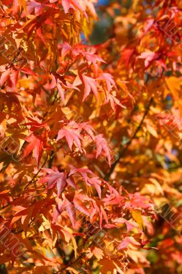 Japanese Maple Tree