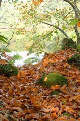 Autumn in the forest