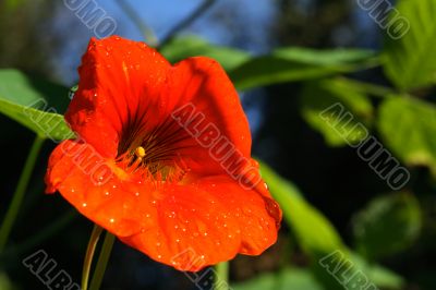 Nasturtium