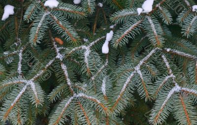 pine tree, snow