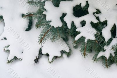 pine tree, snow