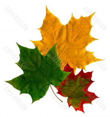 Maple leaf