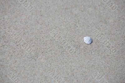 sand and shell
