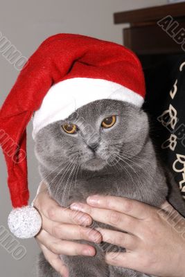 The British kitten in a cap Santa on hands
