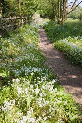 Summer path Summer path