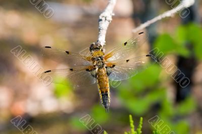 Dragonfly