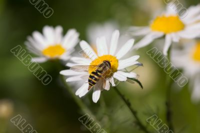 Hoverfly on a white camomile