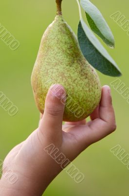 hand catching a pear