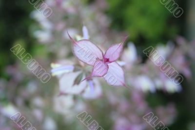 Lilac flower in focus