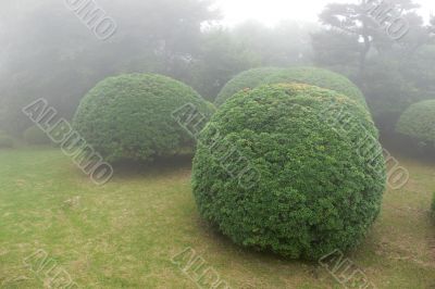 bushes in park