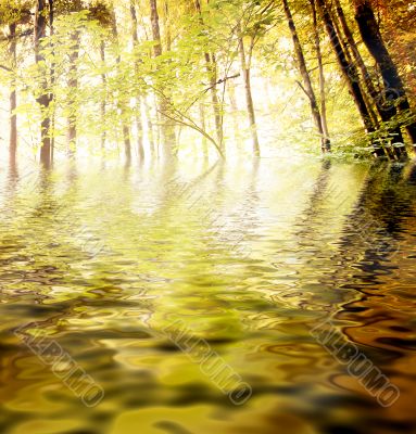 Green forest : autumn
