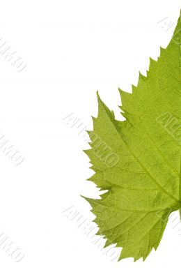 Grape leaf