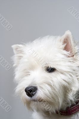 white terrier