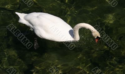 White swan