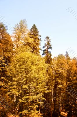 Green forest : autumn