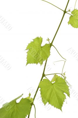 Grape leaf