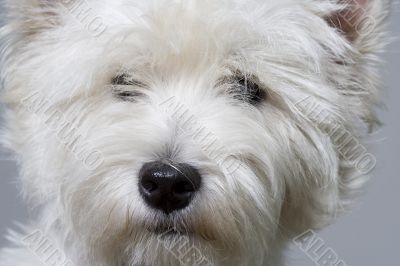 white terrier