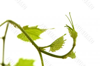 Grape leaf